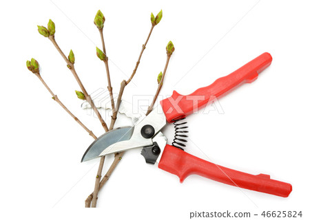 Garden shears and tree twig isolated on white Garden shears and tree twig isolated on white 46625824