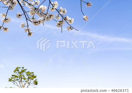 Cherry Blossom 46626371