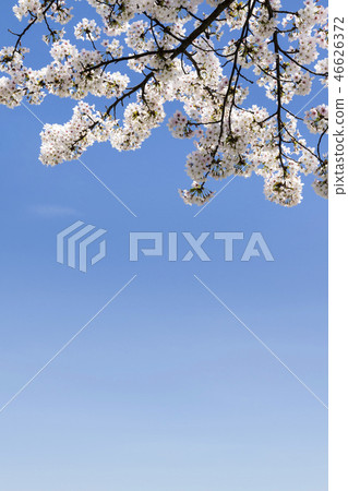 Cherry Blossom 46626372