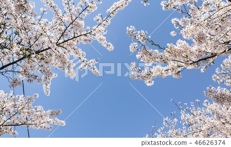 Cherry Blossom 46626374