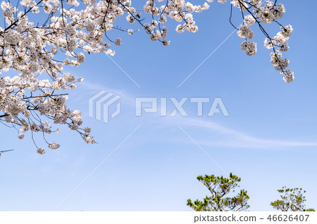 Cherry Blossom 46626407