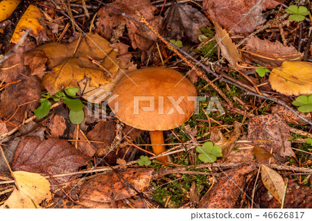 Pepper mushroom, pepper Shrovetide 46626817