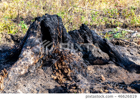 The charred tree stump 46626819