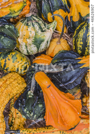 autumn still life of vegetables with pumpkins. autumn still life of vegetables with pumpkins. 46626907