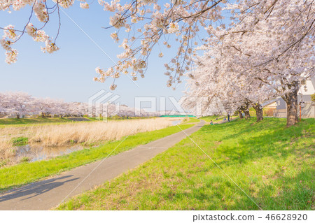 Kodama Senbonzakura（埼玉縣本莊市） 46628920