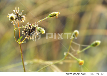 Seeds of American Springer Seeds of American Springer 46629165