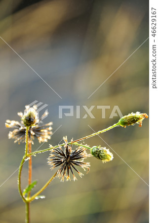 Seeds of American Springer 46629167