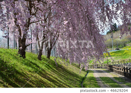 和平村公園的櫻花## 46629204