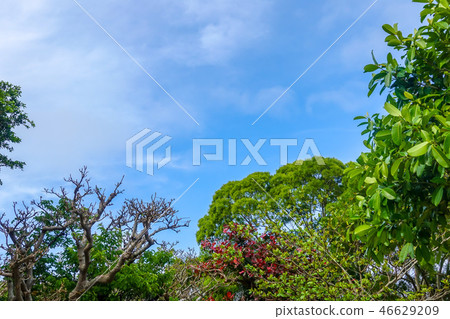 沖繩的藍色 沖繩的藍色 46629209