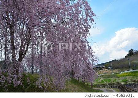 Sakura in the village park of peace # 17 Sakura in the village park of peace # 17 46629313