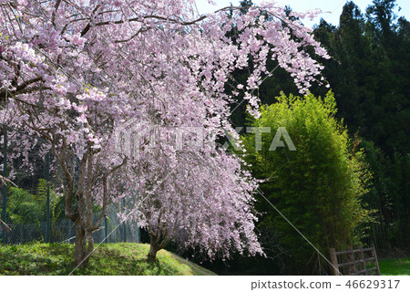 Cherry blossoms in the village park of peace # 14 Cherry blossoms in the village park of peace # 14 46629317