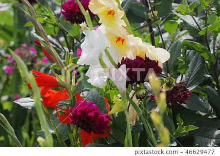 Multi-coloured flowers 46629477