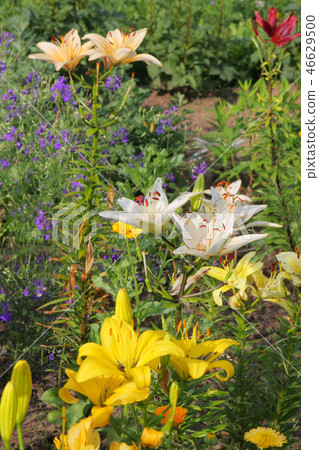 Lillies Lillies 46629500