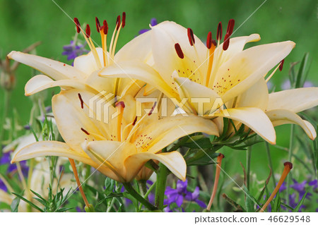 Beige lilly Beige lilly 46629548