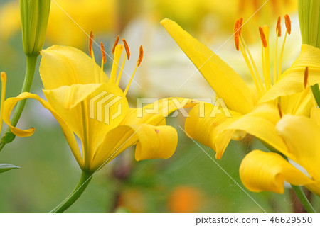 Yellow lilly 46629550