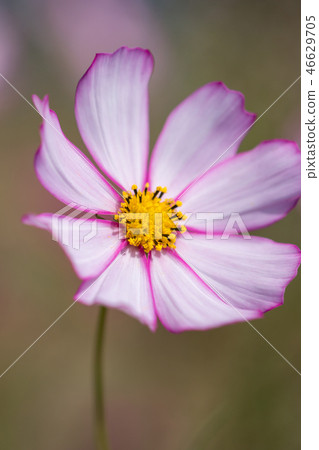 Cosmos field Cosmos field 46629705