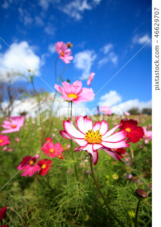 Cosmos field 46629707