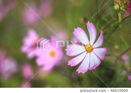 Cosmos field autumn image Cosmos field autumn image 46629900