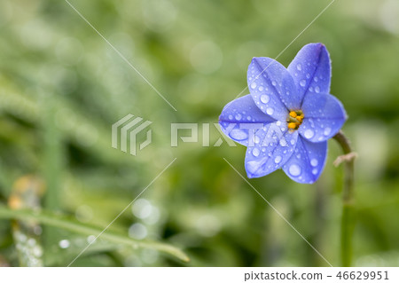 哈納花花 46629951
