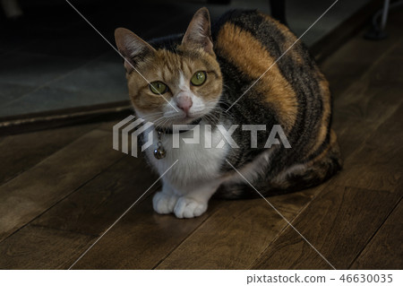 Young tortoise cat Young tortoise cat 46630035