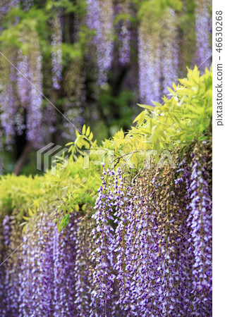 A wisteria flower curtain Japanese style image 46630268