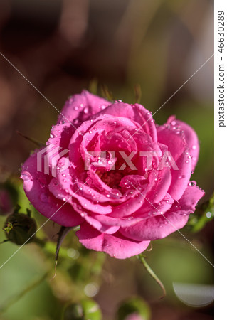 Roses Roses 46630289