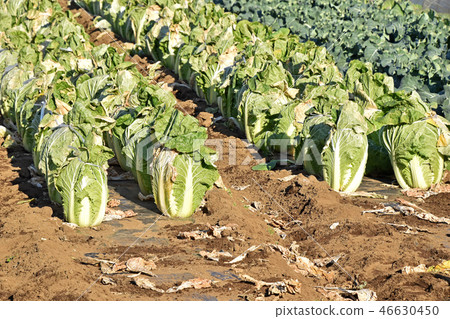 Chinese cabbage fields 46630450