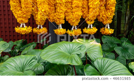 Praying flowers with green plants 46631985