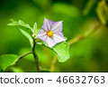 Close-up purple flower on green blurry background 46632763
