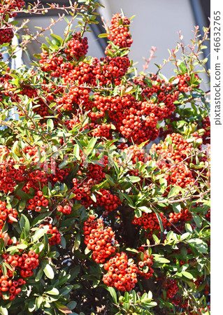 Pirakansa Pirakansa 46632765