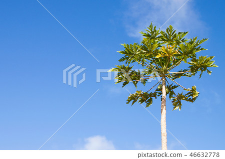 Papaya tree 46632778