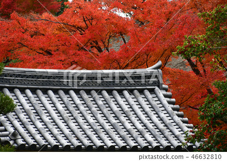 Kyoto Myoshin Temple Tower Head Autumn leaves 46632810