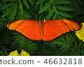 Close-up orange butterfly on dark green background 46632818