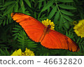 Close-up orange butterfly on dark green background 46632820