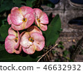 Poi Sian flower, orange on green background 46632932