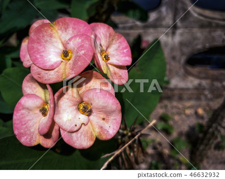 Poi Sian flower, orange on green background Poi Sian flower, orange on green background 46632932