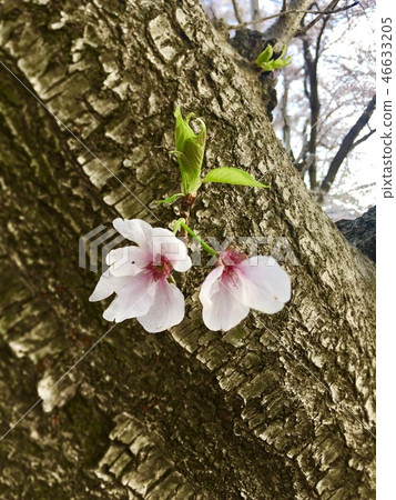 Sakura Sakura 46633205
