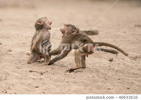 an Beautiful baboon 46633616