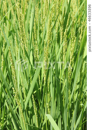 水稻 46633896