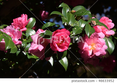 Camellia Camellia 46633952