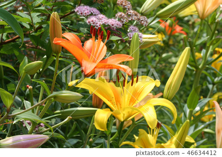 Lily Lily 46634412