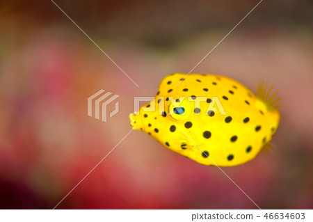 Larva of Minami Hako Hugo 46634603