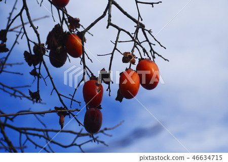 Tsuru no Kaki Persimmon Persimmon Oyster Fruit Food Food Okinawa Banana Fruit Tsuru no Kaki Persimmon Persimmon Oyster Fruit Food Food Okinawa Banana Fruit 46634715