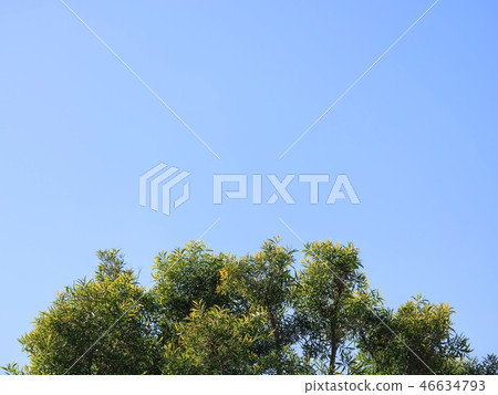 Blue sky and tree 46634793