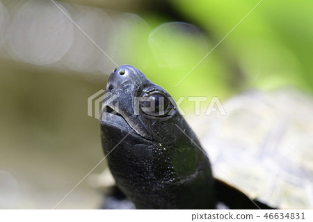 Face up of a cute turtle Face up of a cute turtle 46634831
