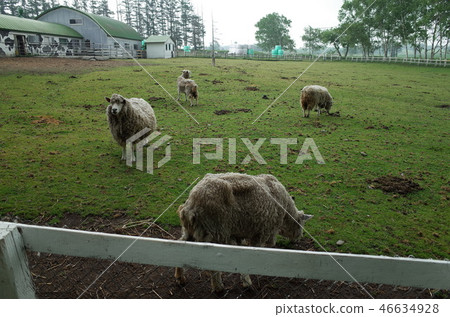 Sheep _ Hokkaido 46634928