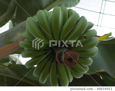 Banana _ Domestic Banana _ Domestic 46634931