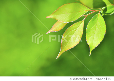 Hikari Shining beautiful fresh green image Hikari Shining beautiful fresh green image 46635170