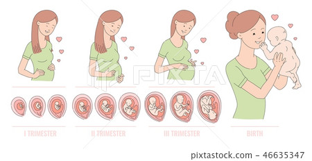 Vector human embryo development circle flat icon 46635347