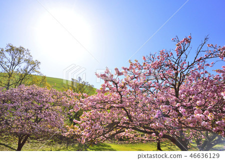 Mt. Omuro and pink cherry blossoms in full bloom Mt. Omuro and pink cherry blossoms in full bloom 46636129